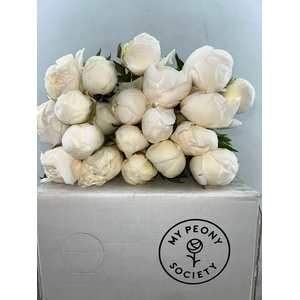 Paeonia Madame Claude Tain