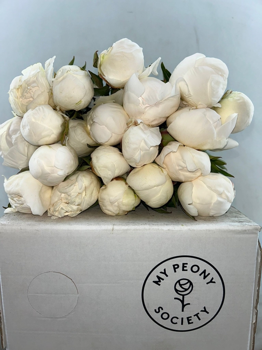 <h4>Paeonia Madame Claude Tain</h4>