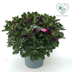 Hebe Donna Purple P27 Addenda®