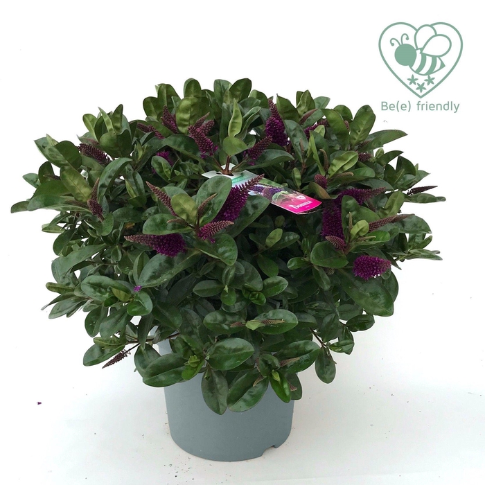 <h4>Hebe Donna Purple P27 Addenda®</h4>