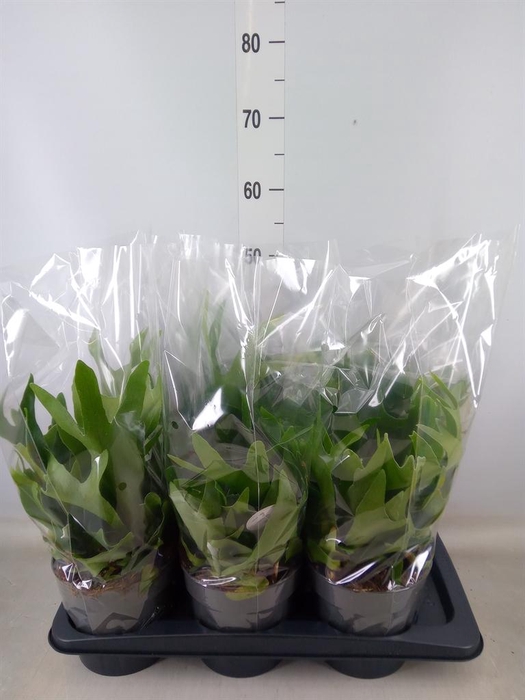 <h4>Platycerium bifurc.</h4>