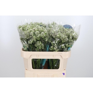 Astr Billion Star Xl