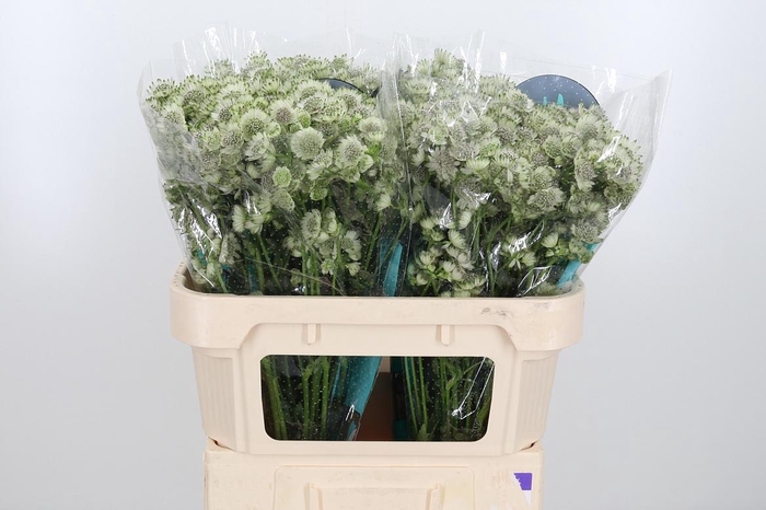 <h4>Astr Billion Star Xl</h4>