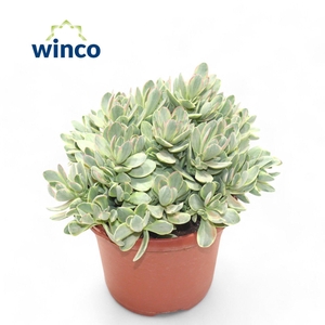 Crassula Rusby Variegata