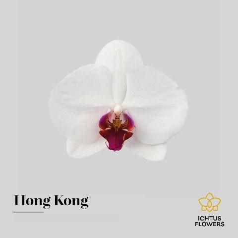 <h4>Phalaenopsis Red Lips</h4>