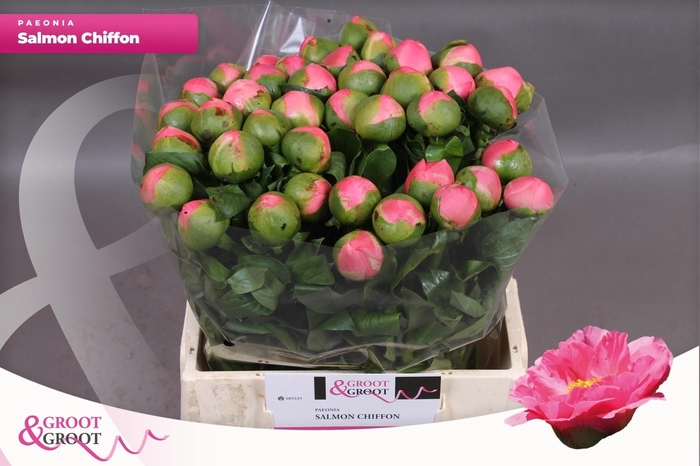 <h4>PAEO SALMON CHIFFON</h4>