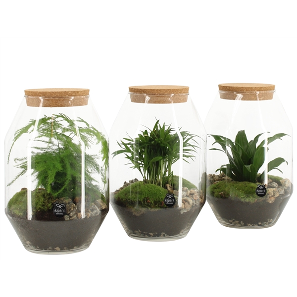 <h4>90452: Terrarium arrangement</h4>