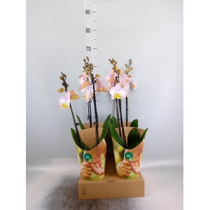 Phalaenopsis   ...rose
