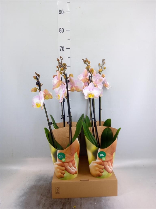 <h4>Phalaenopsis ...rose</h4>