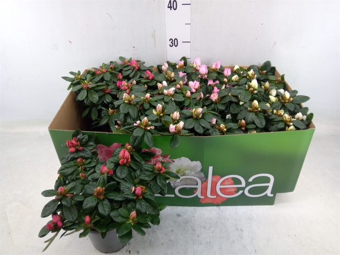 <h4>Rhododendron SI 'Hellmut V' ..mix</h4>