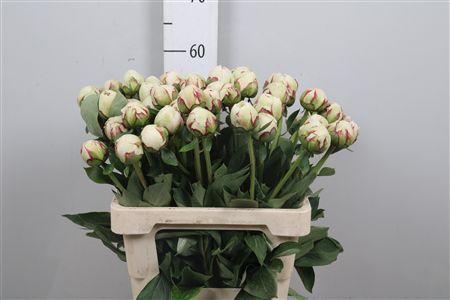 <h4>Paeo L Odile</h4>