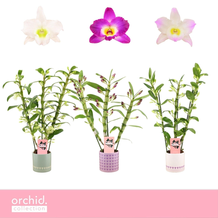 <h4>Dendrobium Nobilé, Mix 3-spike in Horizon Love 'Orchid Collection'</h4>