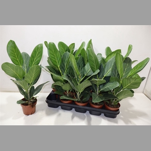 Ficus Beng Audrey