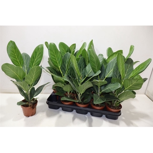 Ficus Beng Audrey