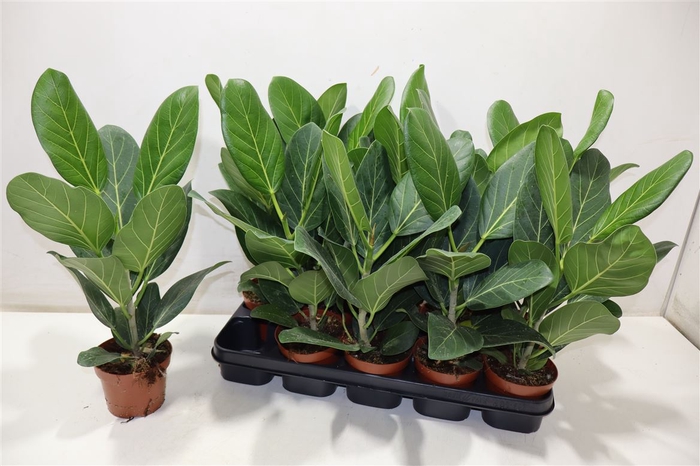 <h4>Ficus Beng Audrey</h4>
