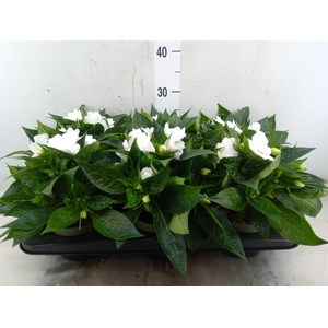 Impatiens NG 'Tamarinda White'