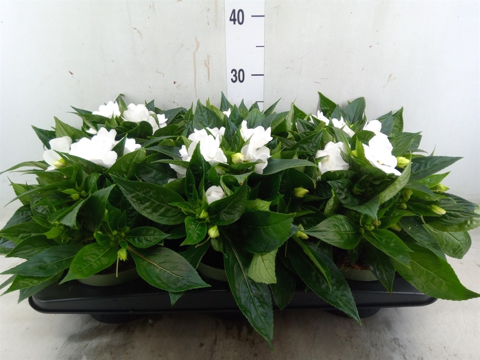 <h4>Impatiens NG 'Tamarinda White'</h4>