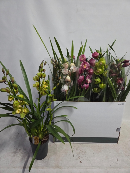 <h4>CYMB GEMENGD</h4>