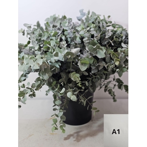 EUC CINEREA PER STEEL -PT-