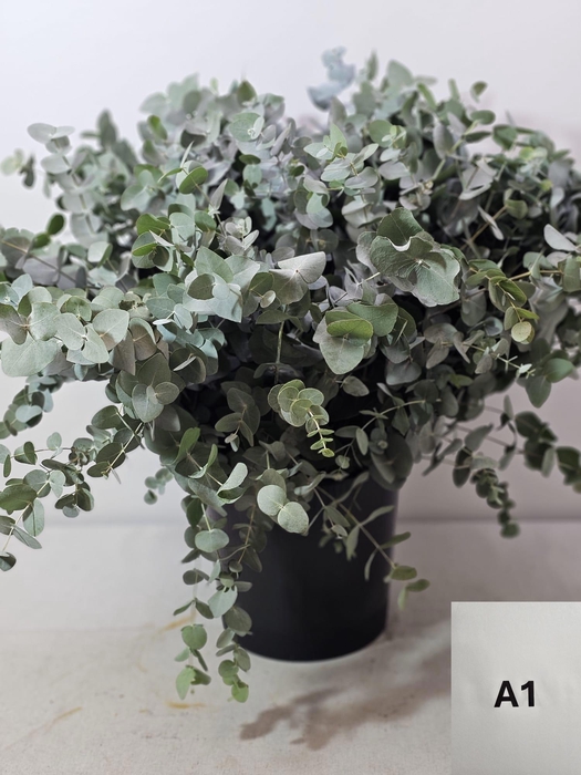 EUC CINEREA PER STEEL -PT-