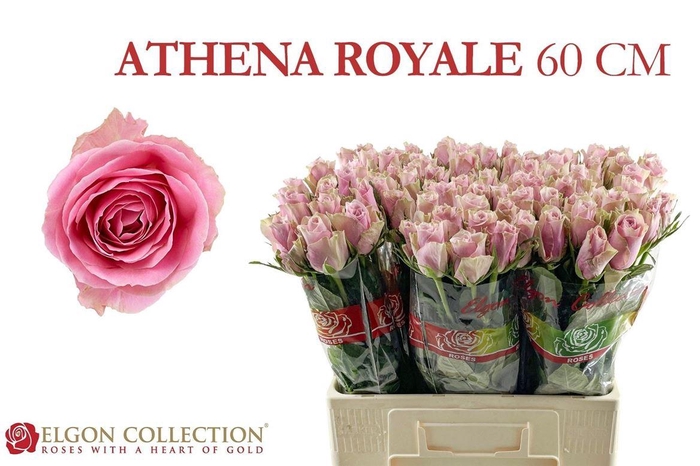 <h4>Rosa a grande fleur Athena Royale</h4>