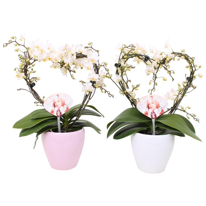 <h4>Phal. Multiflora vorm wit "Blossoming Heart" in wit + roze sofia</h4>