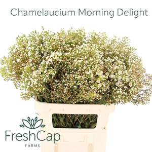 CHAME MORNI DELIGHT