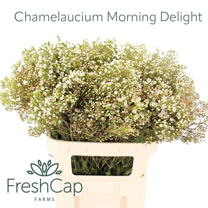 <h4>CHAME MORNI DELIGHT</h4>