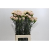 Dianthus St Creola
