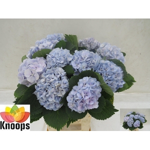 HYDR M CH LOLLYPP BL