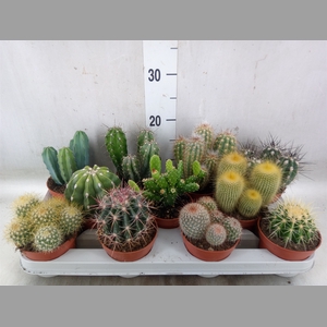 Cactus   ...mix