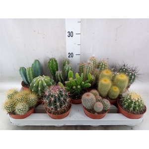 Cactus   ...mix
