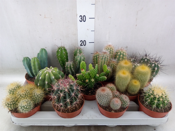 <h4>Cactus   ...mix</h4>