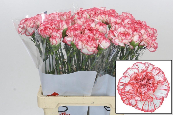 <h4>DI ST CORALIE</h4>