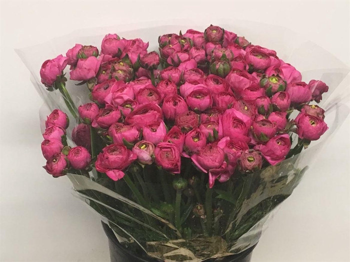 <h4>Ran El Hot Pink Extra</h4>