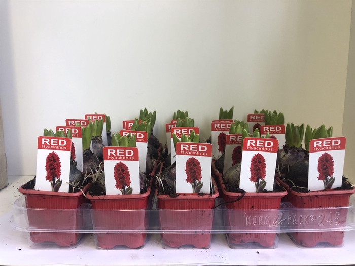 <h4>Hyacint Jan Bos met etiket</h4>