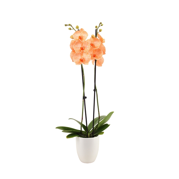 <h4>Hugo White Phal I Am Orange 2T14+</h4>