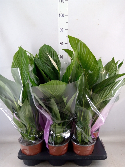 <h4>Spathiphyllum  'Bingo Cupido'</h4>