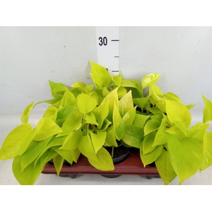 Epipremnum pinn. 'Golden Pothos'