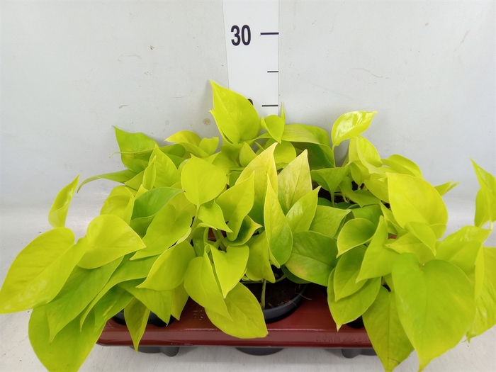 <h4>Epipremnum pinn. 'Golden Pothos'</h4>