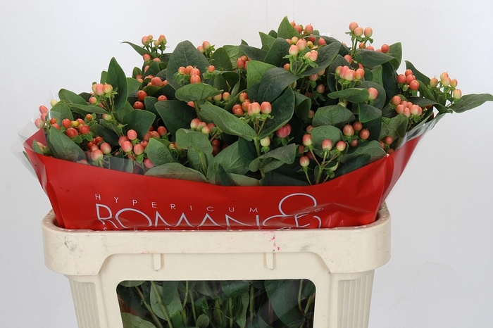 <h4>Hypericum Mellow Romance Spray</h4>