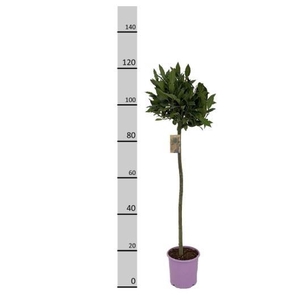 LAU NOBILIS