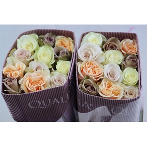 R Gr Rainbow Eternal Love