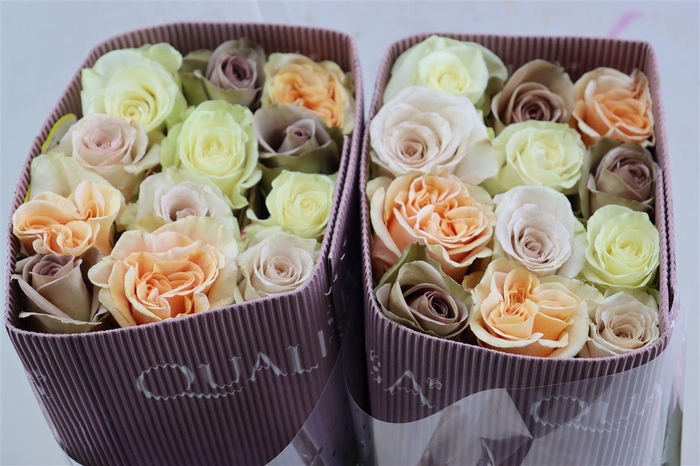 <h4>R Gr Rainbow Eternal Love</h4>