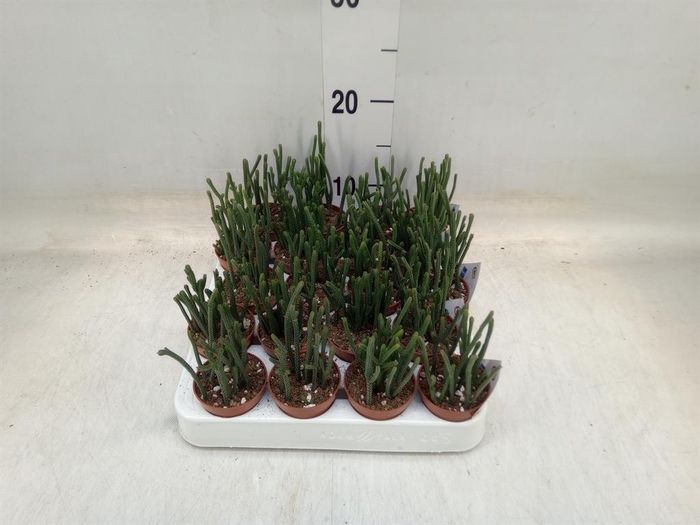 <h4>Crassula   ...</h4>