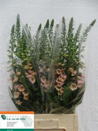 <h4>Digitalis Purpurea</h4>
