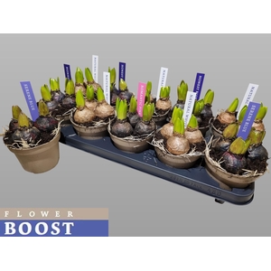 HYACIN PEAR GEM 4 KL