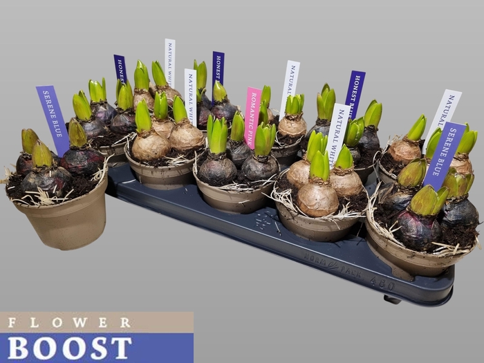 <h4>HYACIN PEAR GEM 4 KL</h4>