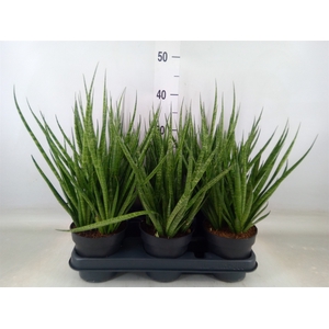 Sansevieria cyl.  ...