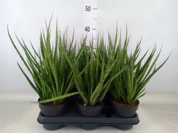 <h4>Sansevieria cyl.  ...</h4>